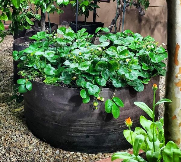 Raised Planting Bed