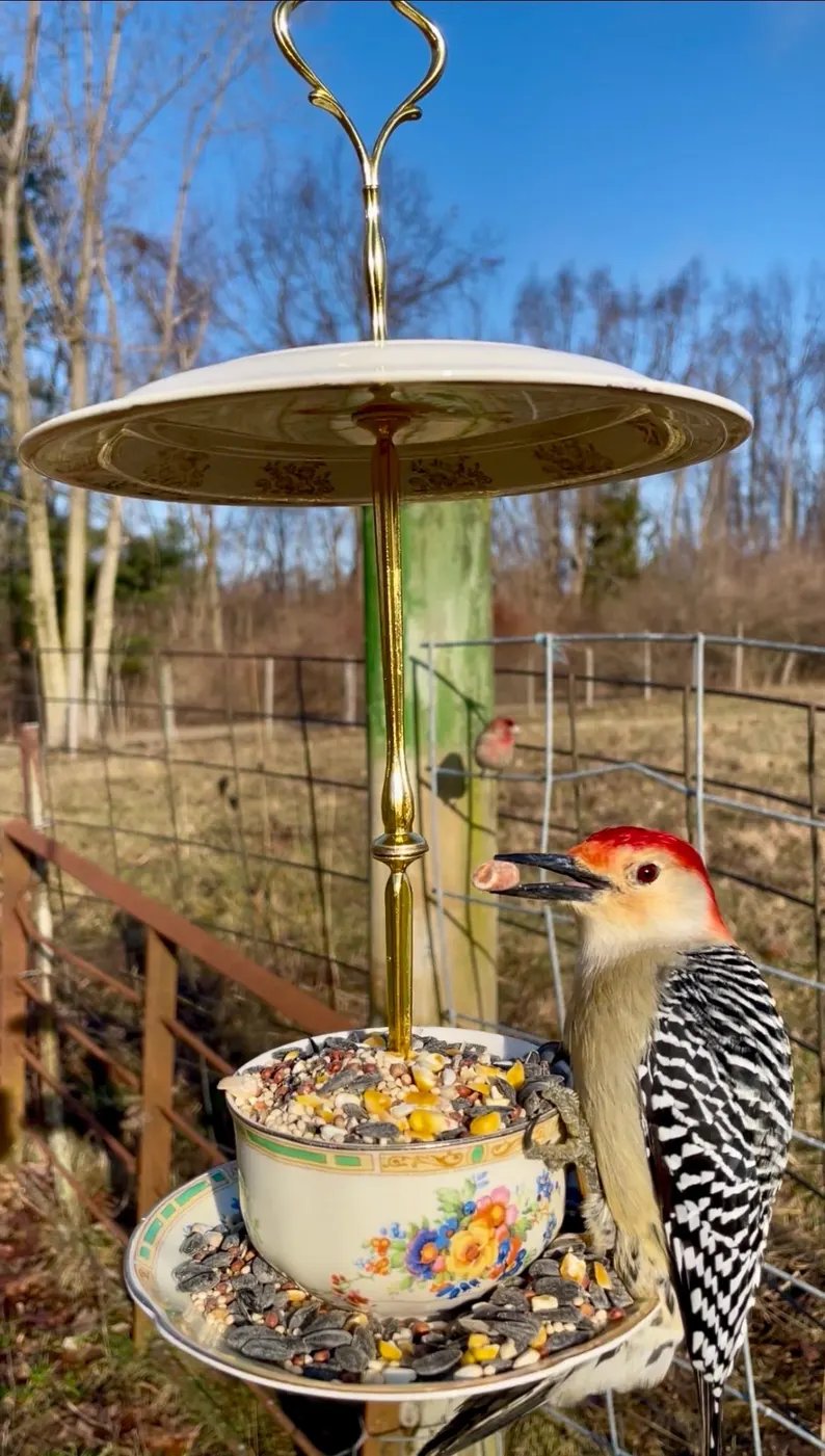 Bird Tea Party: Teacup Birdfeeder