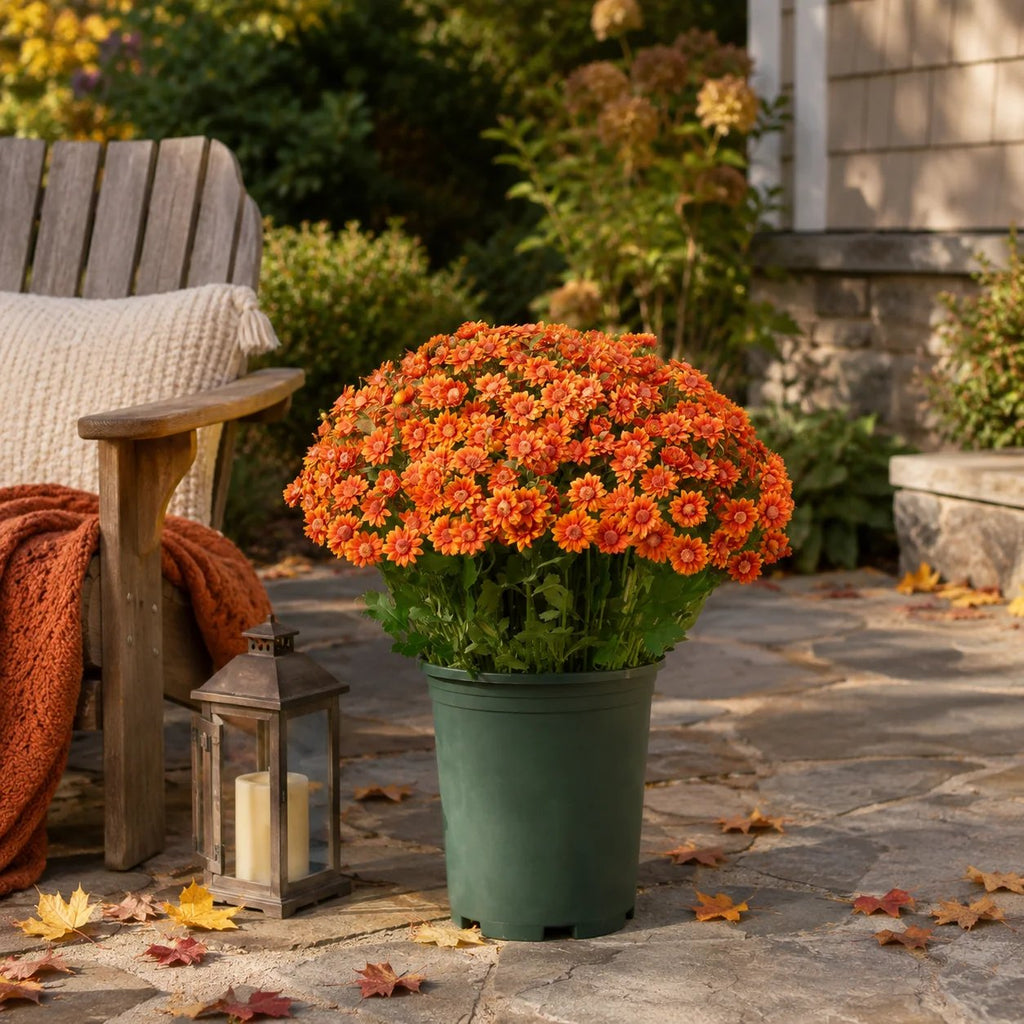 🌼🍂 Full-Bloom Artificial Mum Flower Bushes