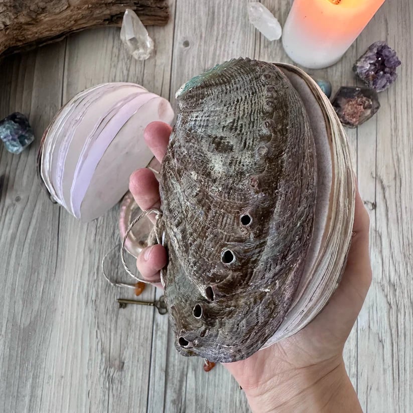 Abalone shell/Lion’s Paw shell/Scallop Shell journal – lionclay