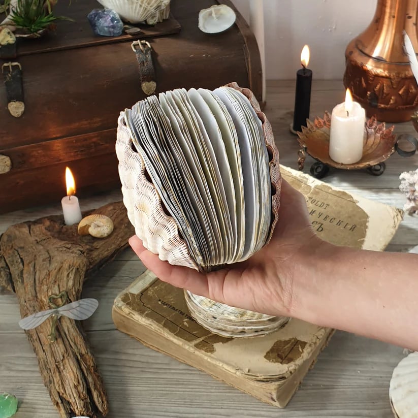 Abalone shell/Lion’s Paw shell/Scallop Shell journal – lionclay