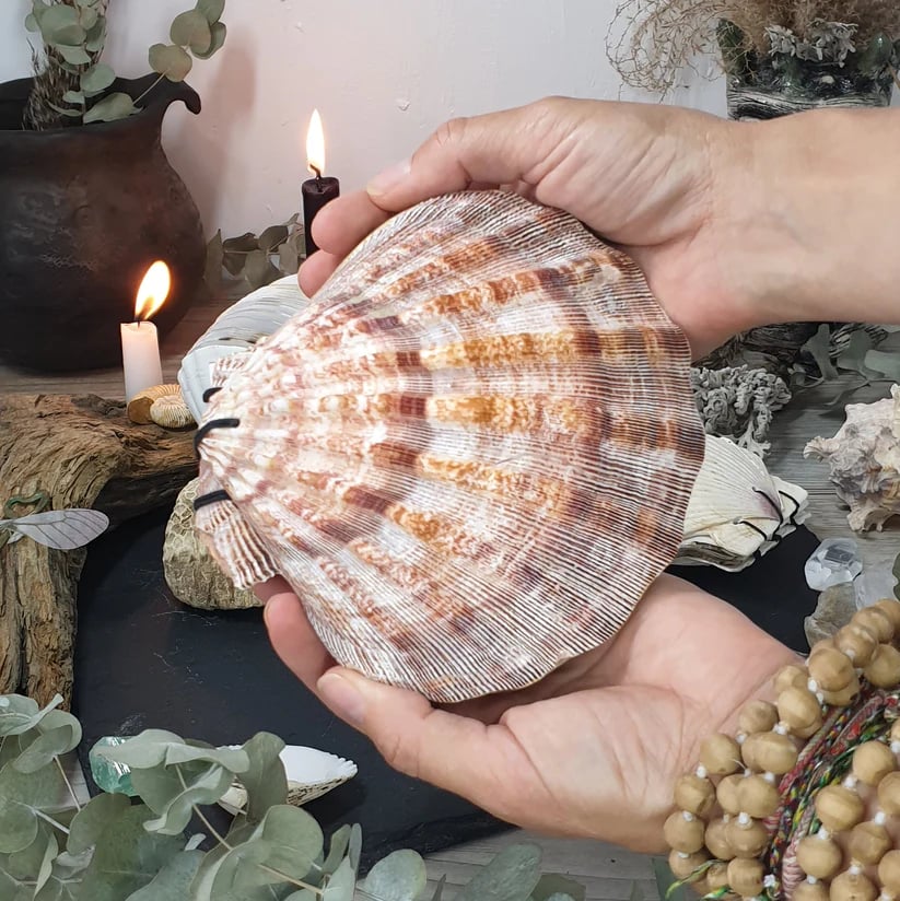 Abalone shell/Lion’s Paw shell/Scallop Shell journal – lionclay