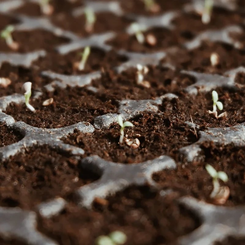 ⏰ - Premium Organic Coconut Coir Bricks For Plants