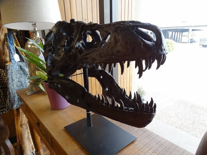 🔥-1/10 scale model of Tyrannosaurus Rex skull