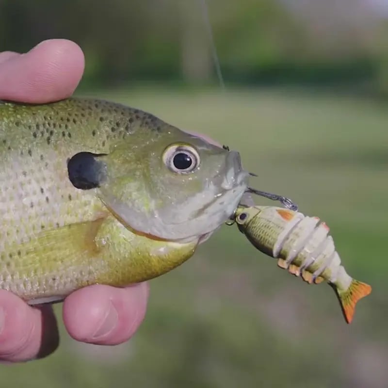 🌟🎣 Easy Catch SwimMax Lures with BKK Hooks 3D Realistic Eyes