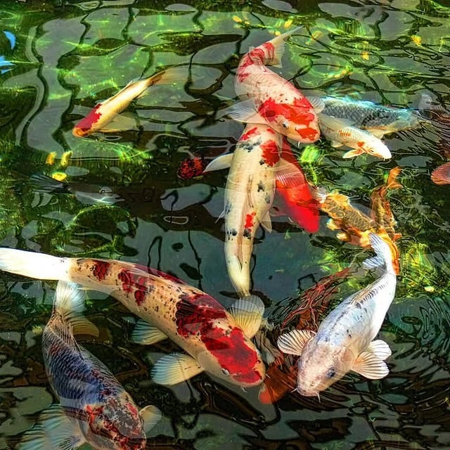 Koi fish garden art decoration